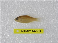 藏品(鯉)的圖片